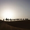 Camel caravan on the dune of Erg Chebbi at Morocco